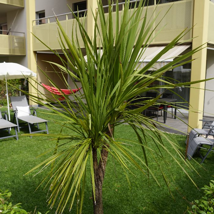 Ferienwohnung Residenza Faggi Ascona Locarno Losone FEWOlution