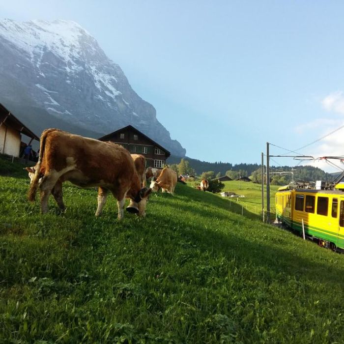 Ferienwohnung Chalet Bärgblick Grindelwald FEWOlution