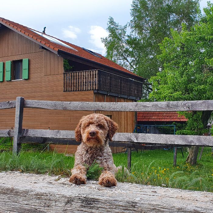 Ferienwohnung Guesthouse la Molière Murist FEWOlution